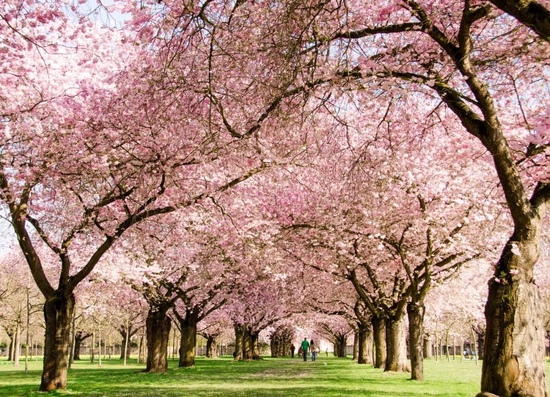 比日本大5倍的万亩樱花 就在国内美哭全球