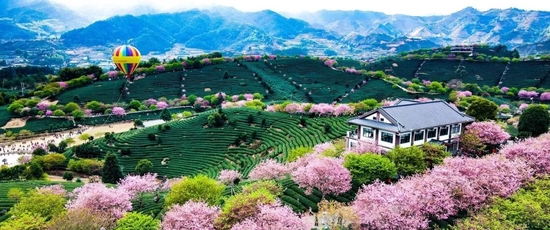 比日本大5倍的万亩樱花 就在国内美哭全球
