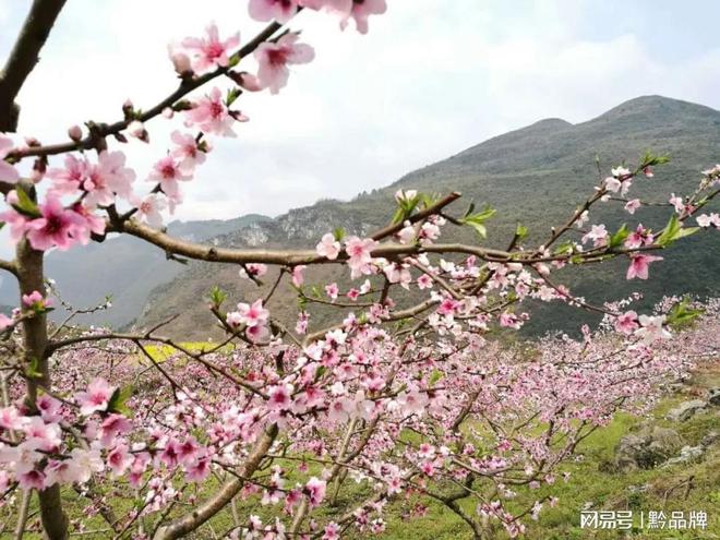 贵州有哪些小众赏花景点，是外地人不知道的？