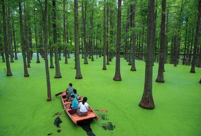 扬州绝美“水上森林”在这部电影里入镜啦！