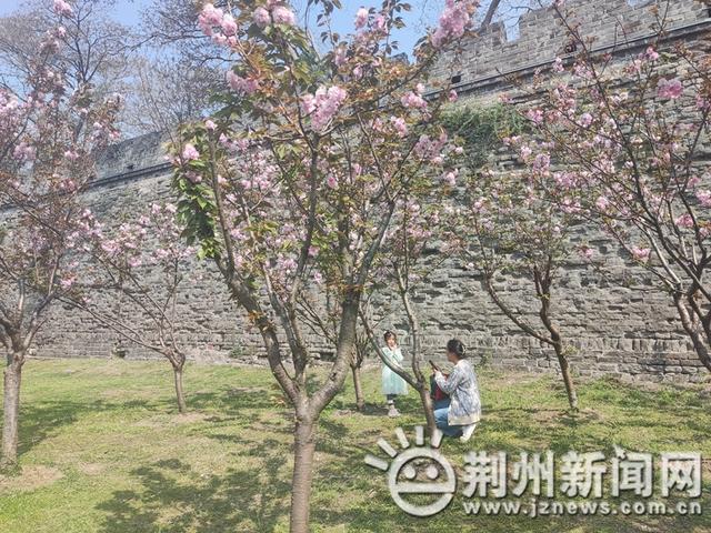 来了来了！太美了！荆州这里的樱花藏不住了！