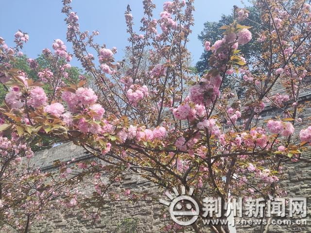 来了来了！太美了！荆州这里的樱花藏不住了！