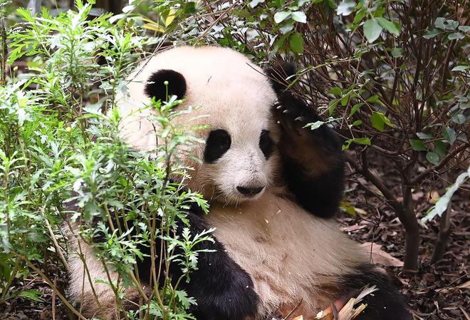网红大熊猫“和花”卖萌