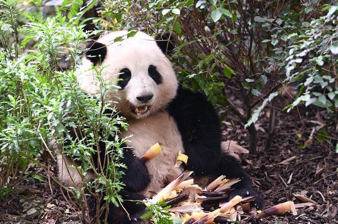 网红大熊猫“和花”卖萌
