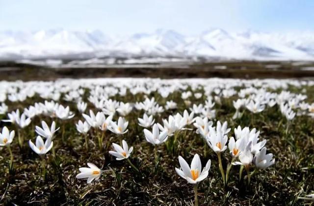美炸了！2023新疆赏花全攻略，有这篇就够了！